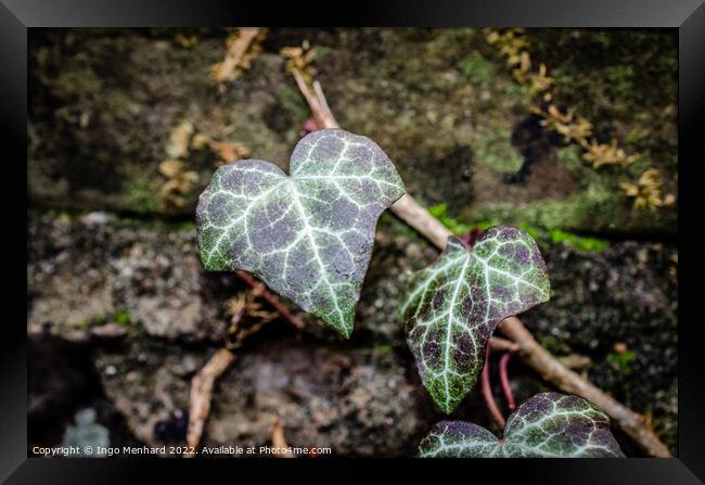 Closeup of  Ivy leaves Framed Print by Ingo Menhard