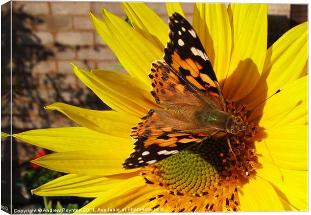 Butterfly on a sunflower Canvas Print by Andrew Poynton