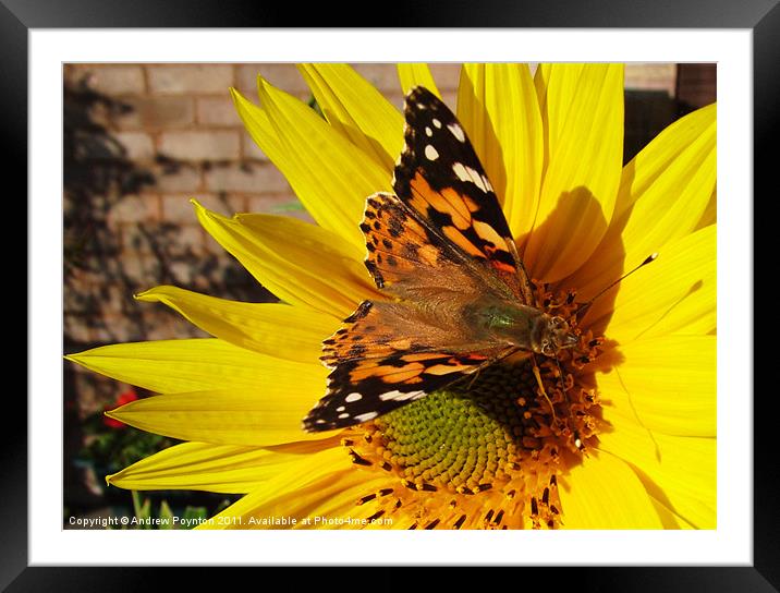 Butterfly on a sunflower Framed Mounted Print by Andrew Poynton