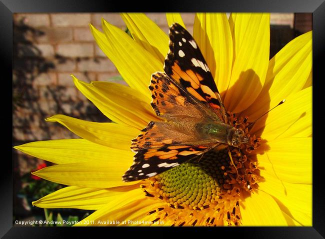 Butterfly on a sunflower Framed Print by Andrew Poynton