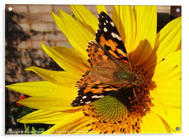 Butterfly on a sunflower Acrylic by Andrew Poynton