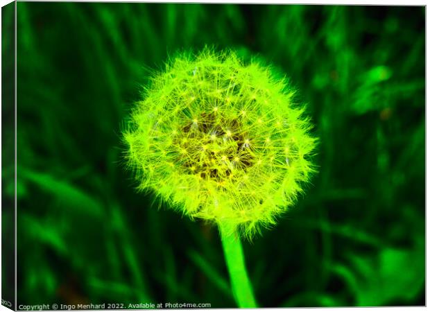Selective focus shot of white dandelion under green light Canvas Print by Ingo Menhard