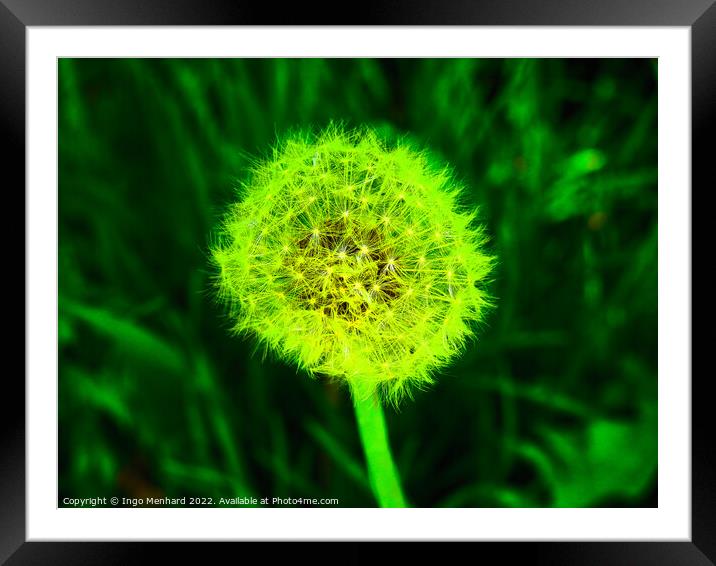 Selective focus shot of white dandelion under green light Framed Mounted Print by Ingo Menhard