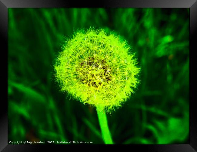 Selective focus shot of white dandelion under green light Framed Print by Ingo Menhard