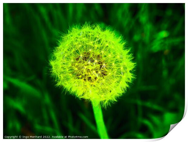 Selective focus shot of white dandelion under green light Print by Ingo Menhard