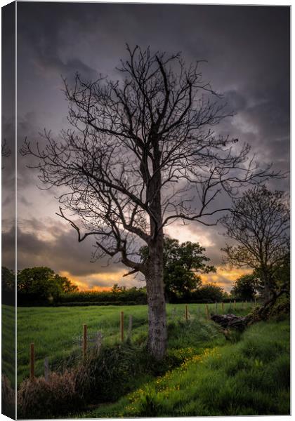 Ash Tree in Rural Kent Canvas Print by Jeremy Sage