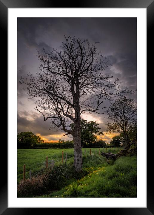 Ash Tree in Rural Kent Framed Mounted Print by Jeremy Sage
