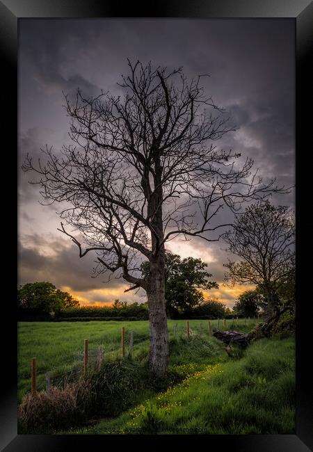 Ash Tree in Rural Kent Framed Print by Jeremy Sage