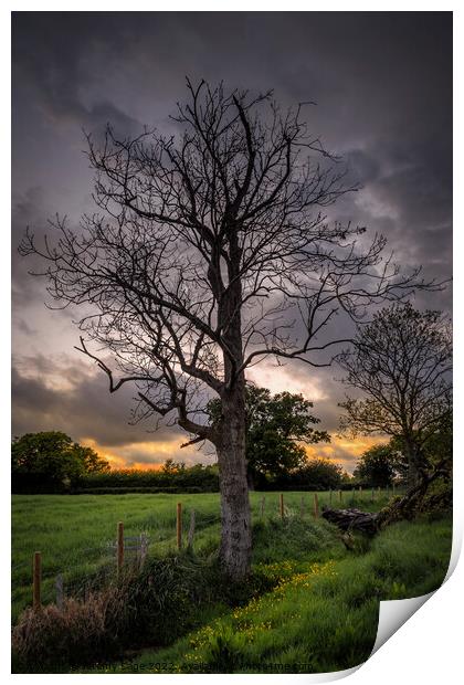 Ash Tree in Rural Kent Print by Jeremy Sage