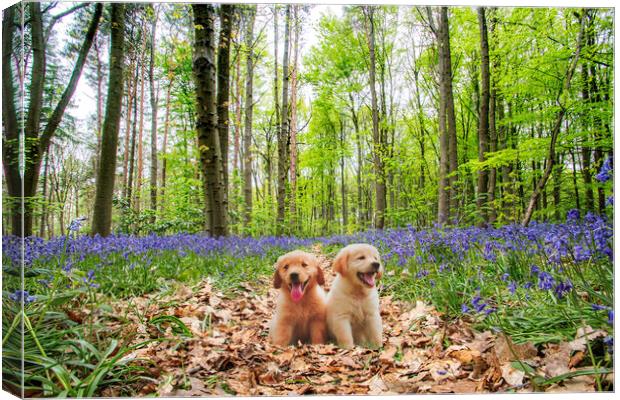 Pups In The Bluebellwood Canvas Print by Picture Wizard