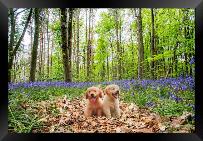 Pups In The Bluebellwood Framed Print by Picture Wizard