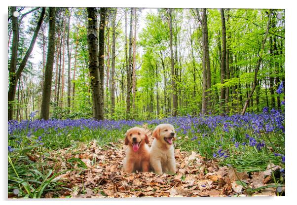 Pups In The Bluebellwood Acrylic by Picture Wizard