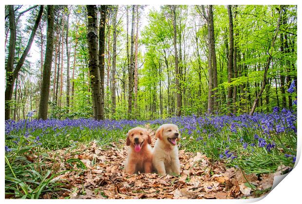 Pups In The Bluebellwood Print by Picture Wizard