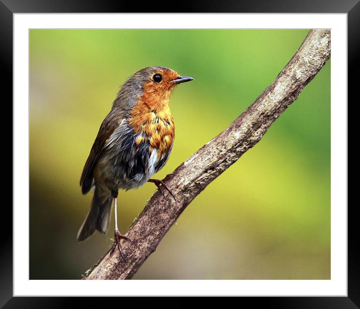 Robin Framed Mounted Print by Grant Glendinning