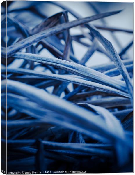 Frozen blue plants in winter Canvas Print by Ingo Menhard