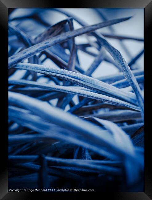 Frozen blue plants in winter Framed Print by Ingo Menhard