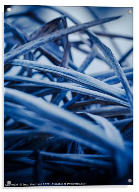 Frozen blue plants in winter Acrylic by Ingo Menhard