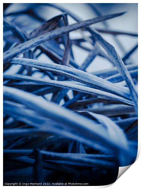 Frozen blue plants in winter Print by Ingo Menhard