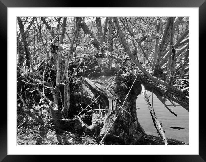 Old fallen tree in b/w Framed Mounted Print by Stephanie Moore