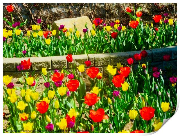 Tulips in our garden Print by Stephanie Moore