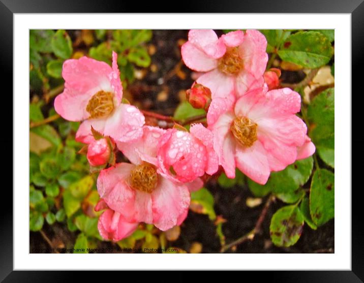 Wet wild roses Framed Mounted Print by Stephanie Moore