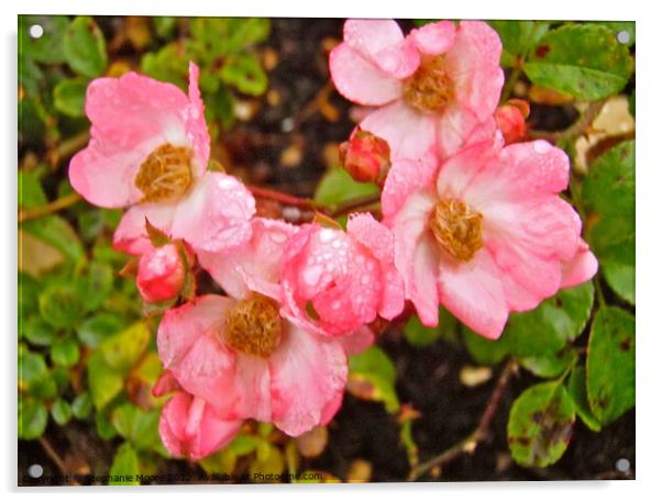 Wet wild roses Acrylic by Stephanie Moore