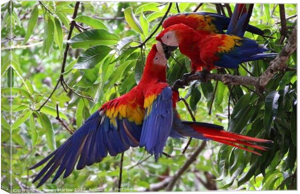 Pair of wild Macaws in Costa Rica Canvas Print by Simon Marlow