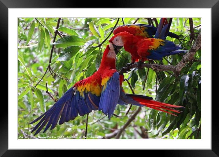 Pair of wild Macaws in Costa Rica Framed Mounted Print by Simon Marlow