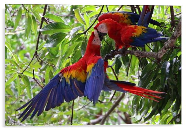 Pair of wild Macaws in Costa Rica Acrylic by Simon Marlow
