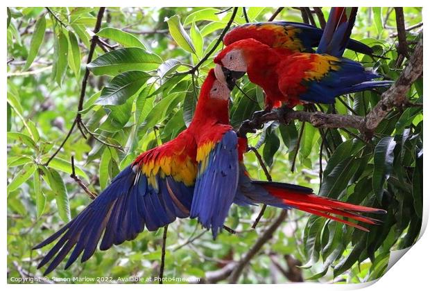 Pair of wild Macaws in Costa Rica Print by Simon Marlow