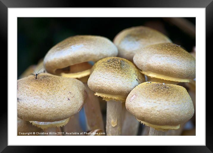 Wild Mushrooms Framed Mounted Print by Christine Johnson