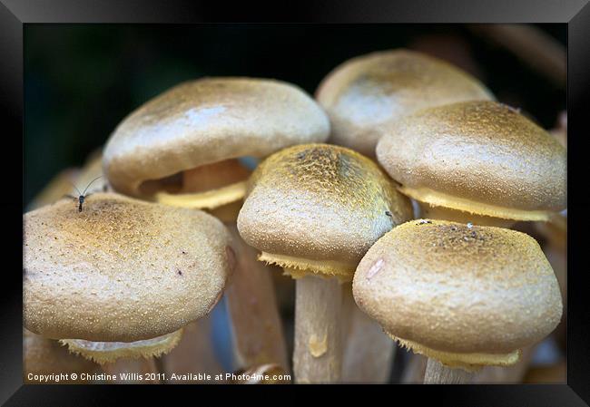 Wild Mushrooms Framed Print by Christine Johnson