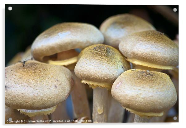 Wild Mushrooms Acrylic by Christine Johnson