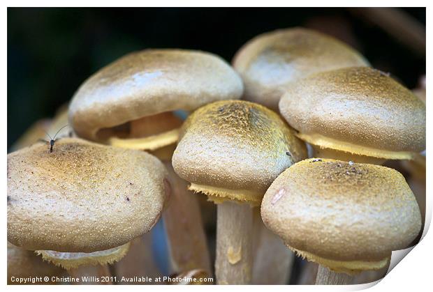 Wild Mushrooms Print by Christine Johnson