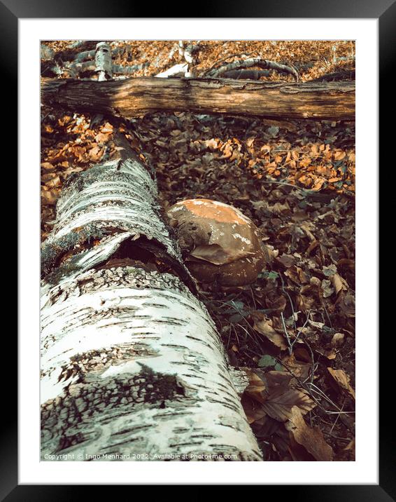 Fallen old trees on the ground in the woods Framed Mounted Print by Ingo Menhard