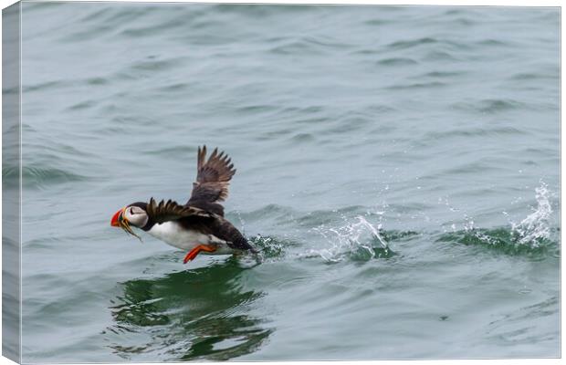 Puffin (Fratercula arctica) Canvas Print by chris smith