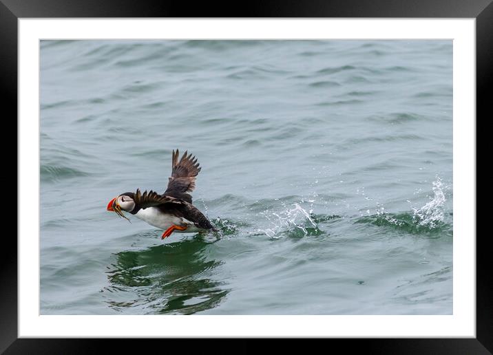 Puffin (Fratercula arctica) Framed Mounted Print by chris smith