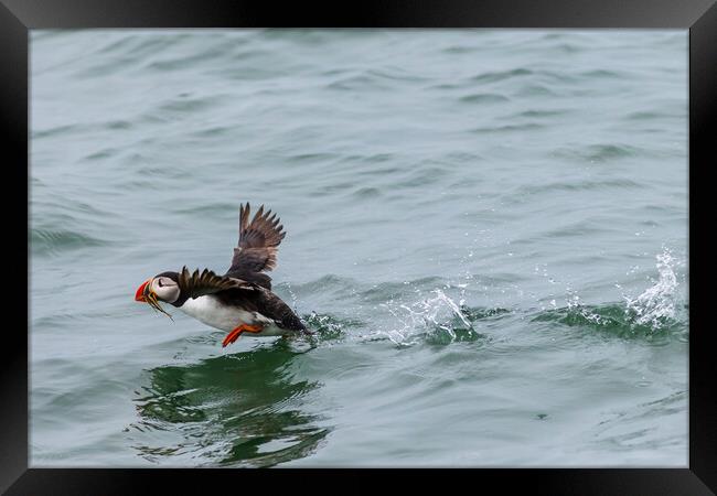 Puffin (Fratercula arctica) Framed Print by chris smith