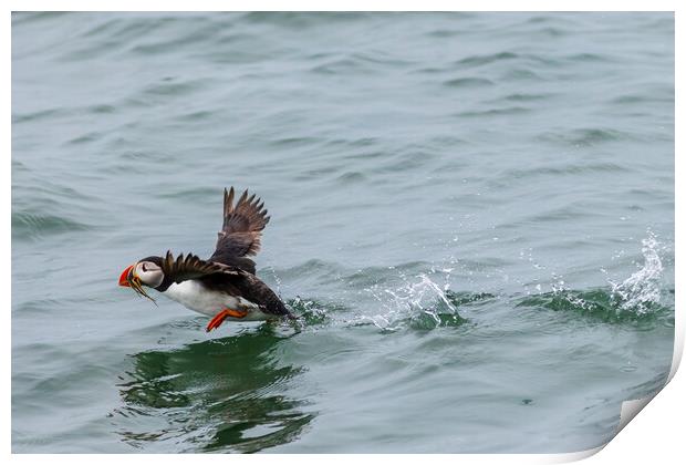 Puffin (Fratercula arctica) Print by chris smith