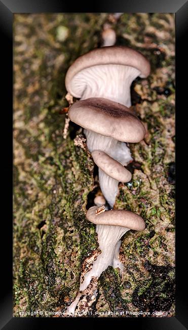 Mushroom Ladder Framed Print by Christine Johnson