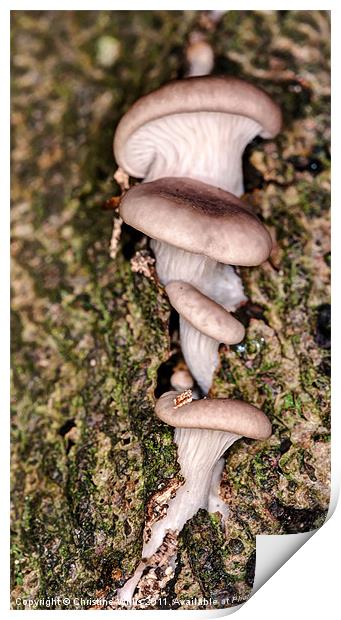 Mushroom Ladder Print by Christine Johnson