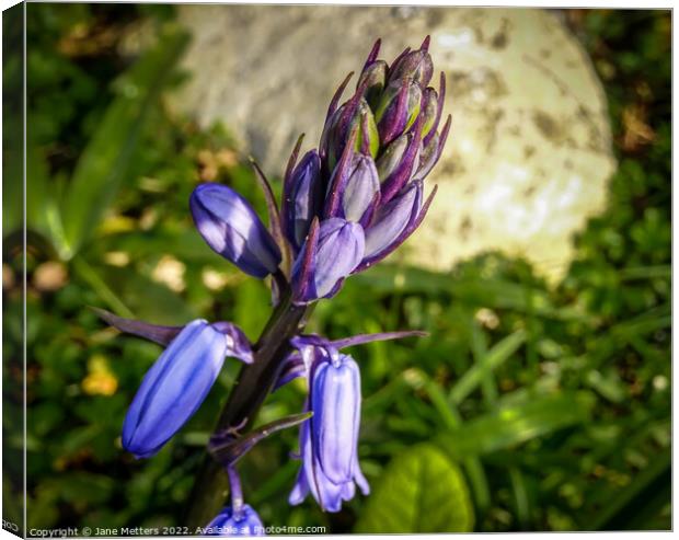 Bluebell in Bud  Canvas Print by Jane Metters