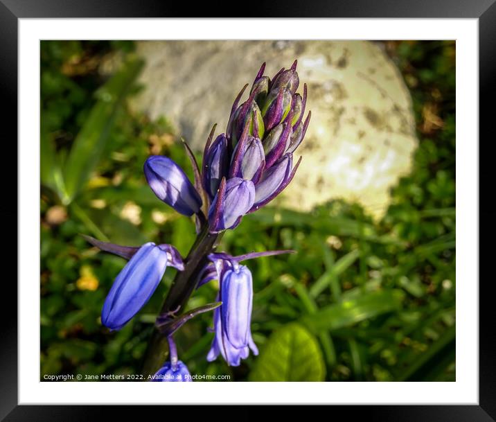 Bluebell in Bud  Framed Mounted Print by Jane Metters