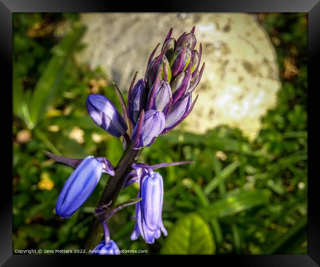 Bluebell in Bud  Framed Print by Jane Metters
