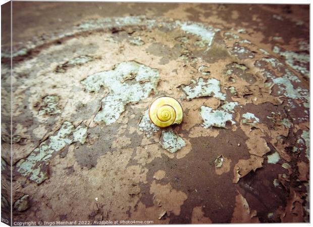 A snail on the ground Canvas Print by Ingo Menhard
