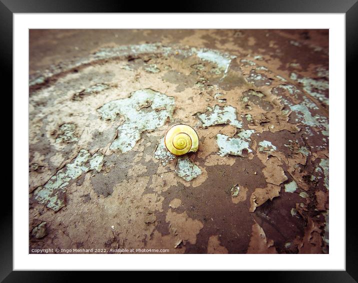A snail on the ground Framed Mounted Print by Ingo Menhard