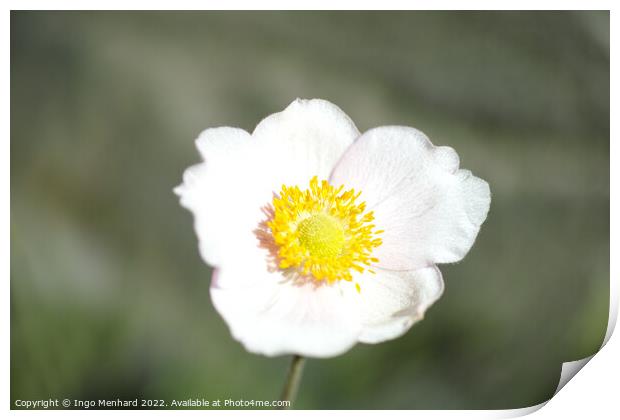 Selective focus shot of a beautiful daffodil flower in the garden Print by Ingo Menhard
