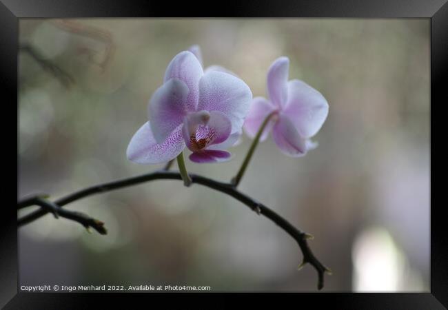 Shallow focus of delicate orchid flowers - perfect for wallpapers Framed Print by Ingo Menhard