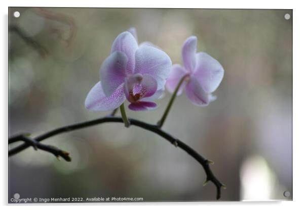 Shallow focus of delicate orchid flowers - perfect for wallpapers Acrylic by Ingo Menhard