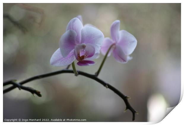 Shallow focus of delicate orchid flowers - perfect for wallpapers Print by Ingo Menhard